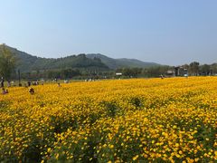 -径山花海