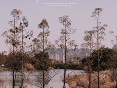 -三垟湿地