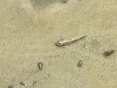 -北海金海湾红树林生态旅游区