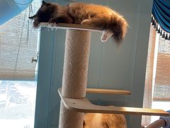 -遇见羊驼·奶狗咖·布偶猫咖·法斗柯基柴犬阿拉斯加(春熙路太古里IFS店)