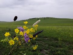 -塞罕坝国家级自然保护区