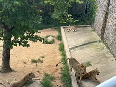 -西霞口神雕山野生动物世界