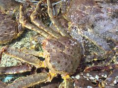 -渔民新村(番禺总店)