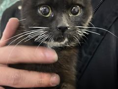 -欣宠猫屋·矮脚拿破仑·蓝金金渐层