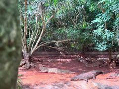 -海南热带野生动植物园
