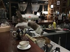 -咖法森林·咖啡  酒吧(天河店)