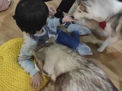 -Husky Go! 哈士奇体验馆·宠物咖啡厅狗咖