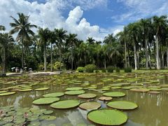 -中国科学院西双版纳热带植物园
