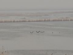 -盐城丹顶鹤湿地生态旅游区