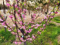 -大兴滨河森林公园