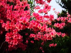 -南汇桃花村