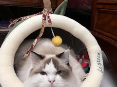 -momokira米努特·德文卷毛猫·棉花面纱犬
