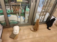 -MOYOYO猫咪咖啡店