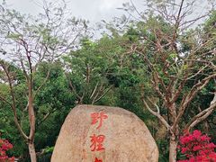 -野狸岛