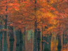 -白鹭湾湿地公园