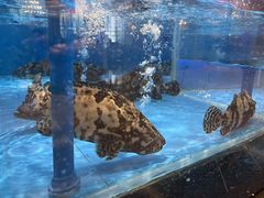 -星河湾半岛酒店-真粤中餐厅