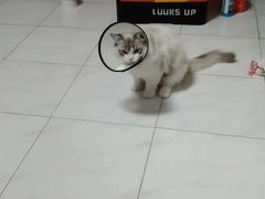 -东莞宠友24H宠物中心医院·转诊夜诊·异宠(新河北路院)