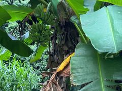 -光明刘冰乳鸽店(光明法政北路店)