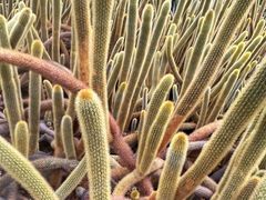 -深圳仙湖植物园
