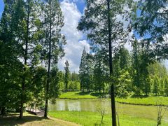 -黄海国家森林公园