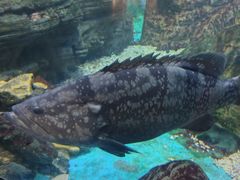 -烟台海昌鲸鲨海洋公园