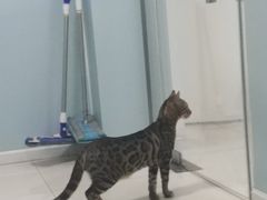 -中农大我爱我爱24h动物医院·中医针灸·猫专科·骨科医疗中心(双井店)