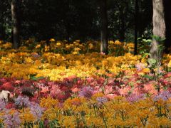 -杭州植物园