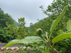 -大连天门山国家森林公园