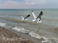 -青海湖国家重点风景名胜区