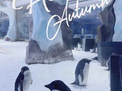 -上海海昌海洋公园