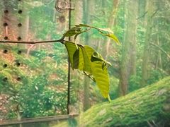 -上海大自然野生昆虫馆(东方明珠·爬宠昆虫探索中心)