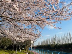 -高东镇樱花园