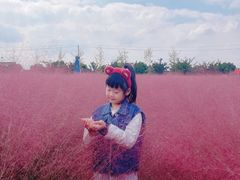 -鹅湖玫瑰文化园