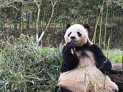 -都江堰中华大熊猫苑