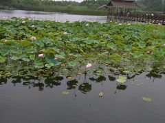 -溱湖国家湿地公园