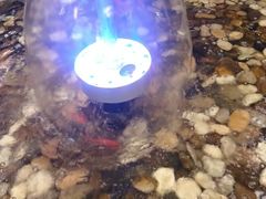 -九鼎鲜迷宗蟹(玉环店)