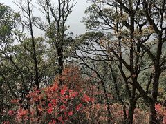 -梧桐山风景名胜区