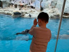 -帝企鹅自助餐厅•儿童岛•真企鹅(长隆企鹅酒店)