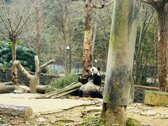 -都江堰中华大熊猫苑