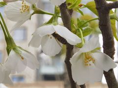 -西北湖绿化广场