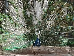 -长白岛森林公园