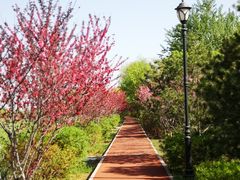 -永定河休闲森林公园