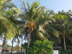 -深圳湾公园(南山区)