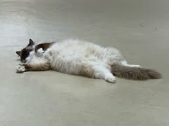 -藏猫猫咖啡主题馆(中央大道店)