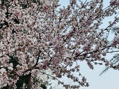 -桃花堤公园