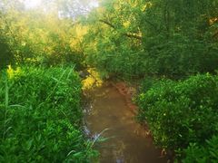 -大亚湾红树林城市湿地公园