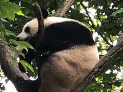 -都江堰中华大熊猫苑