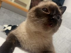 -四月宠物医院·猫专科·心脏专科·内科(转塘店)