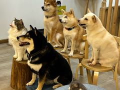 -柴迷FANS CLUB·柴犬狗咖·猫咖
