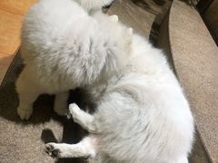 -more than meow吴止猫主题餐厅(承德 中船汇店)